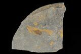 Ordovician Fossils (Duslia? & Carpoids) - El Kaid Rami, Morocco #80278-1